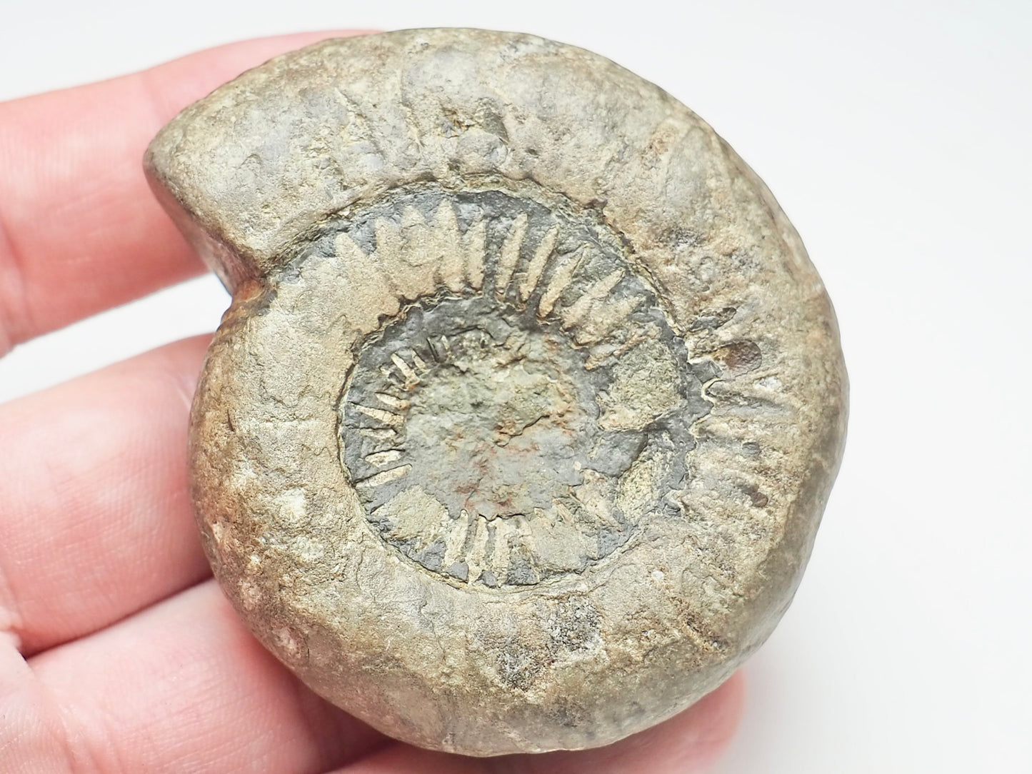 Catacoeloceras Ammonite – Jurassic Fossil From the Yorkshire Coast
