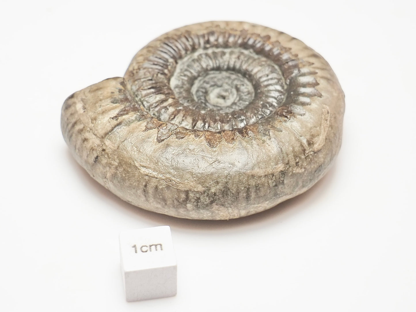 Catacoeloceras Ammonite – Jurassic Fossil From the Yorkshire Coast