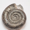 Dactylioceras Ammonite – Lower Jurassic Fossil From Yorkshire