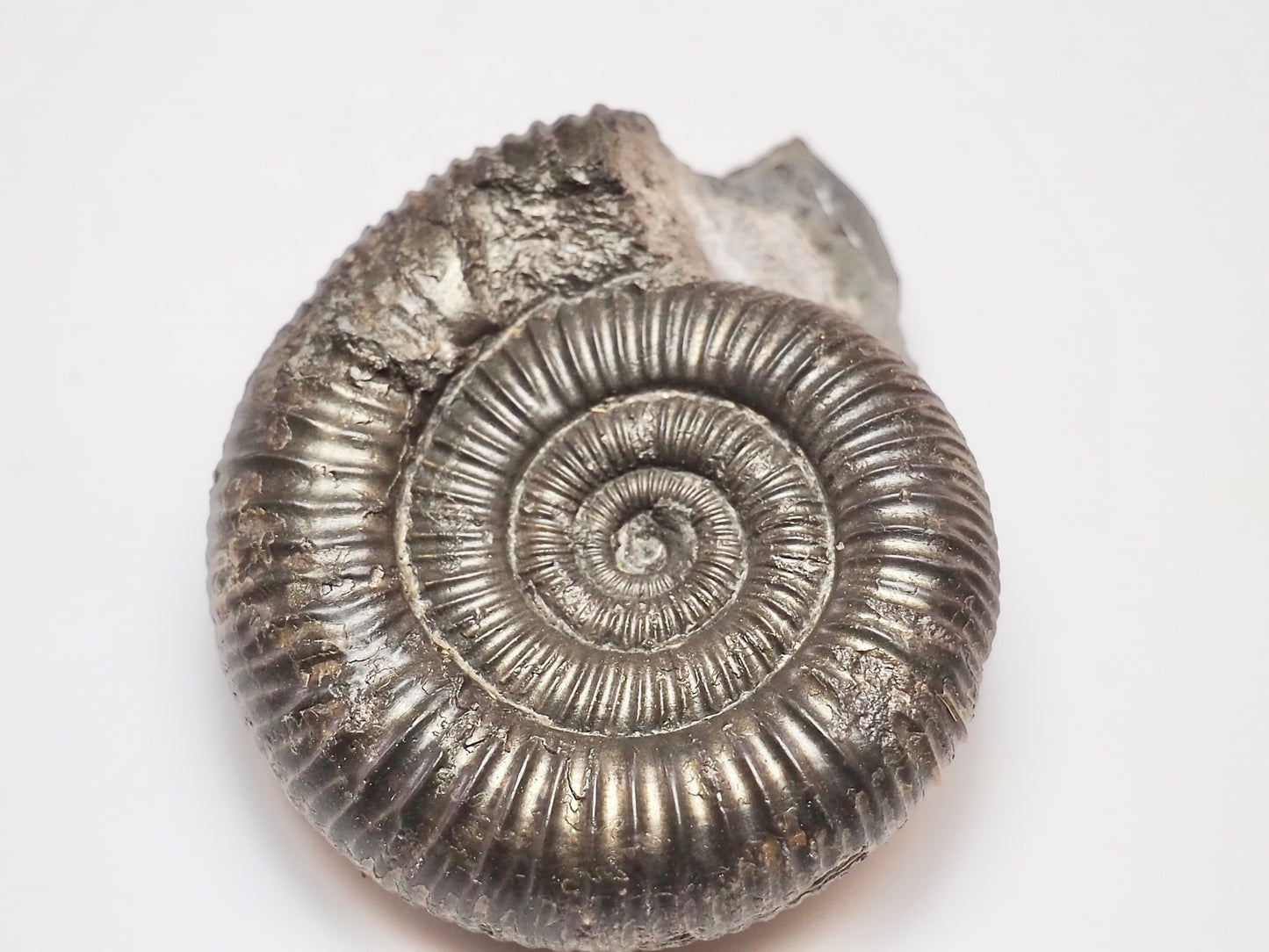 Dactylioceras Ammonite – Lower Jurassic Fossil From Yorkshire