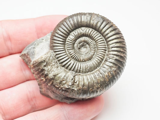 Dactylioceras Ammonite – Lower Jurassic Fossil From Yorkshire
