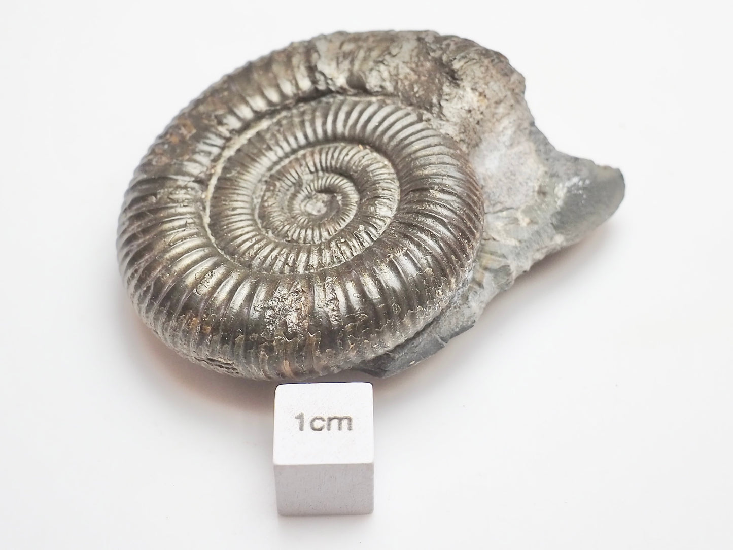 Dactylioceras Ammonite – Lower Jurassic Fossil From Yorkshire