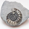 Gagaticeras Ammonite – 200 Million Year Old Lower Lias Fossil