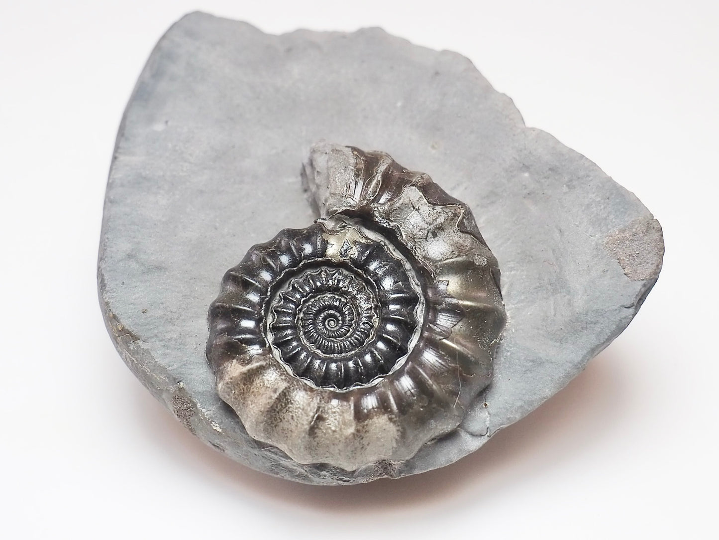 Gagaticeras Ammonite – 200 Million Year Old Lower Lias Fossil