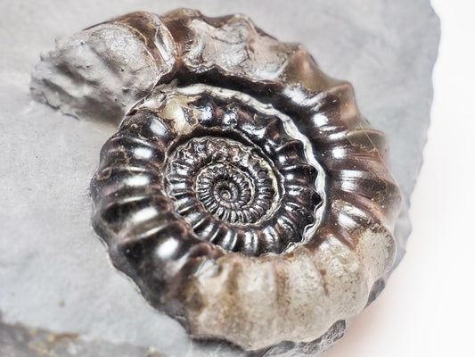 Gagaticeras Ammonite – 200 Million Year Old Lower Lias Fossil
