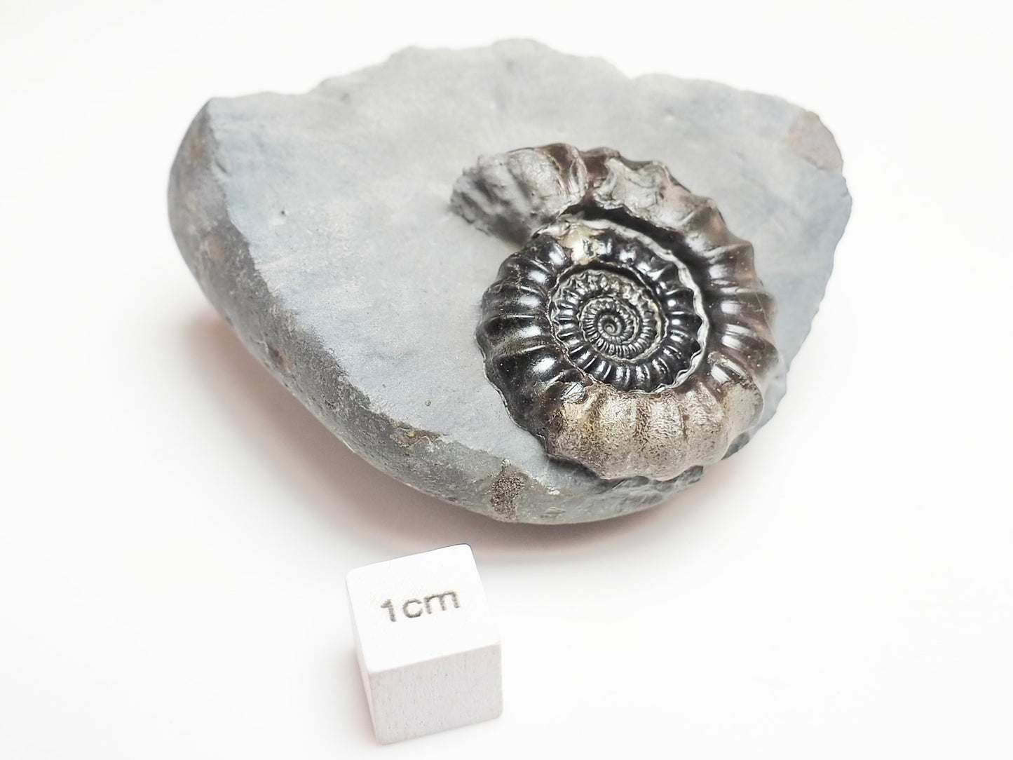 Gagaticeras Ammonite – 200 Million Year Old Lower Lias Fossil
