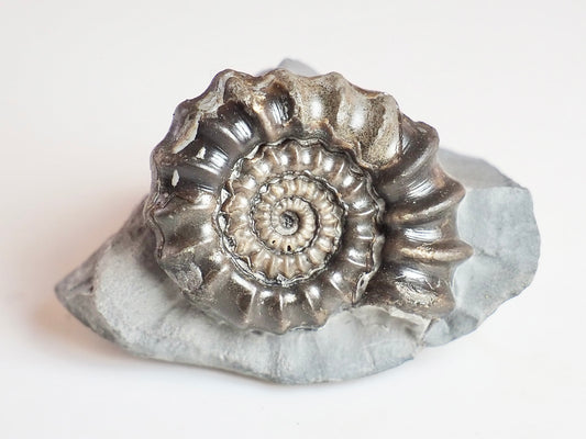 Gagaticeras Ammonite – 200 Million Year Old Lower Lias Fossil