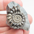 Gagaticeras Ammonite – 200 Million Year Old Lower Lias Fossil