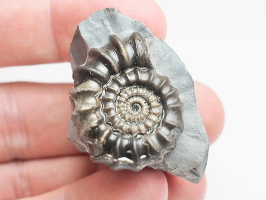 Gagaticeras Ammonite – 200 Million Year Old Lower Lias Fossil