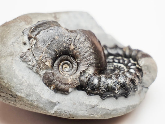 Gagaticeras & Oxynoticeras Ammonites – Lower Lias Yorkshire Fossils