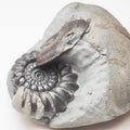Gagaticeras & Oxynoticeras Ammonites – Lower Lias Yorkshire Fossils
