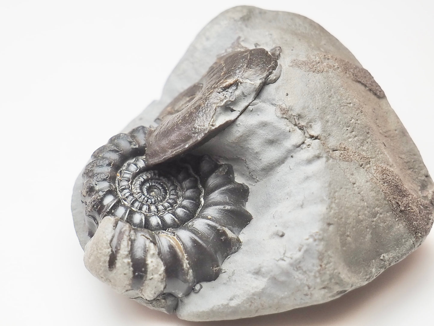 Gagaticeras & Oxynoticeras Ammonites – Lower Lias Yorkshire Fossils