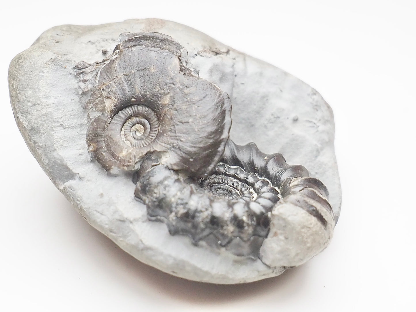 Gagaticeras & Oxynoticeras Ammonites – Lower Lias Yorkshire Fossils