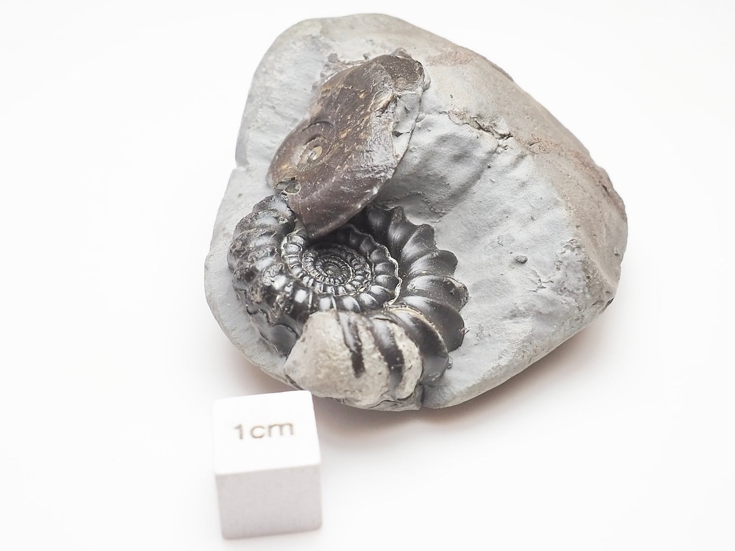 Gagaticeras & Oxynoticeras Ammonites – Lower Lias Yorkshire Fossils