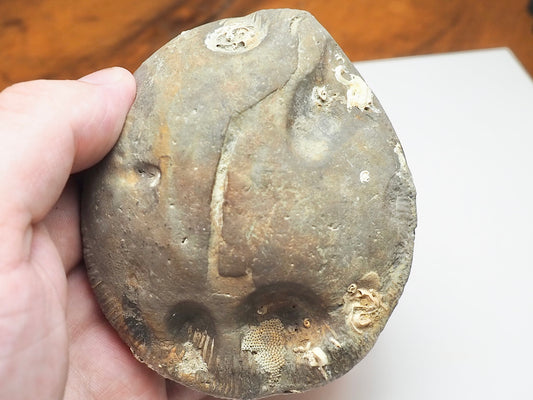 Dactylioceras tenuicostatum Ammonite Fossil Split Pair – Whitby Yorkshire Coast – Jurassic