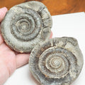 Dactylioceras tenuicostatum Ammonite Fossil Split Pair – Whitby Yorkshire Coast – Jurassic