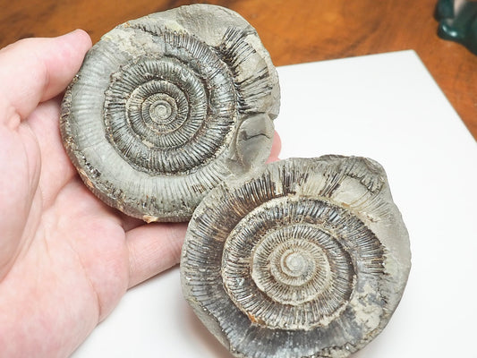 Dactylioceras tenuicostatum Ammonite Fossil Split Pair – Whitby Yorkshire Coast – Jurassic