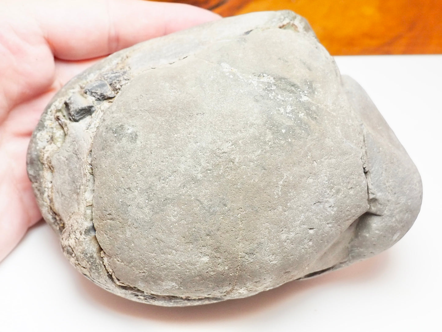 Hildoceras Ammonite Fossil Split Pair – Whitby Yorkshire Coast – Jurassic