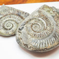 Hildoceras Ammonite Fossil Split Pair – Whitby Yorkshire Coast – Jurassic
