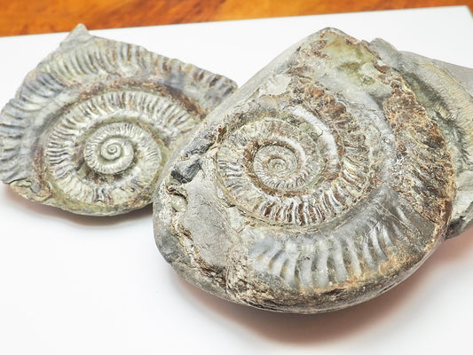 Hildoceras Ammonite Fossil Split Pair – Whitby Yorkshire Coast – Jurassic