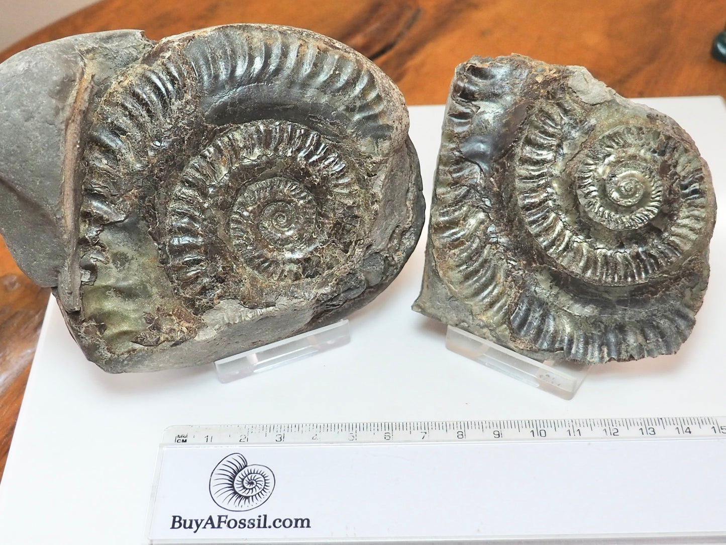 Hildoceras Ammonite Fossil Split Pair – Whitby Yorkshire Coast – Jurassic