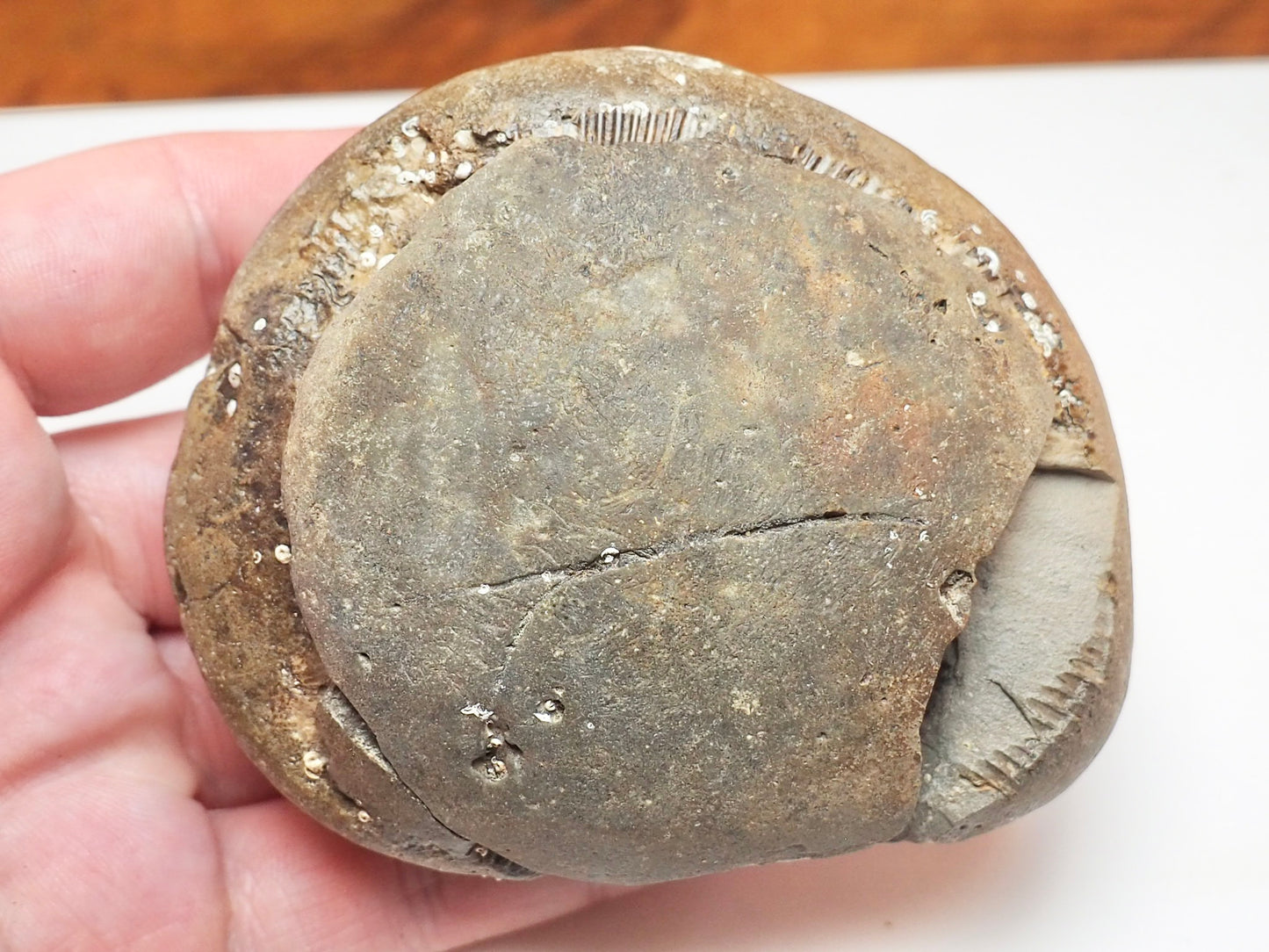 Dactylioceras tenuicostatum Ammonite Fossil Split Pair – Whitby Yorkshire Coast – Jurassic