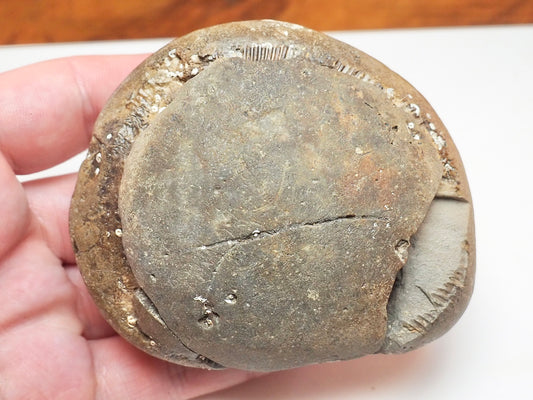Dactylioceras tenuicostatum Ammonite Fossil Split Pair – Whitby Yorkshire Coast – Jurassic