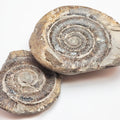 Dactylioceras tenuicostatum Ammonite Fossil Split Pair – Whitby Yorkshire Coast – Jurassic