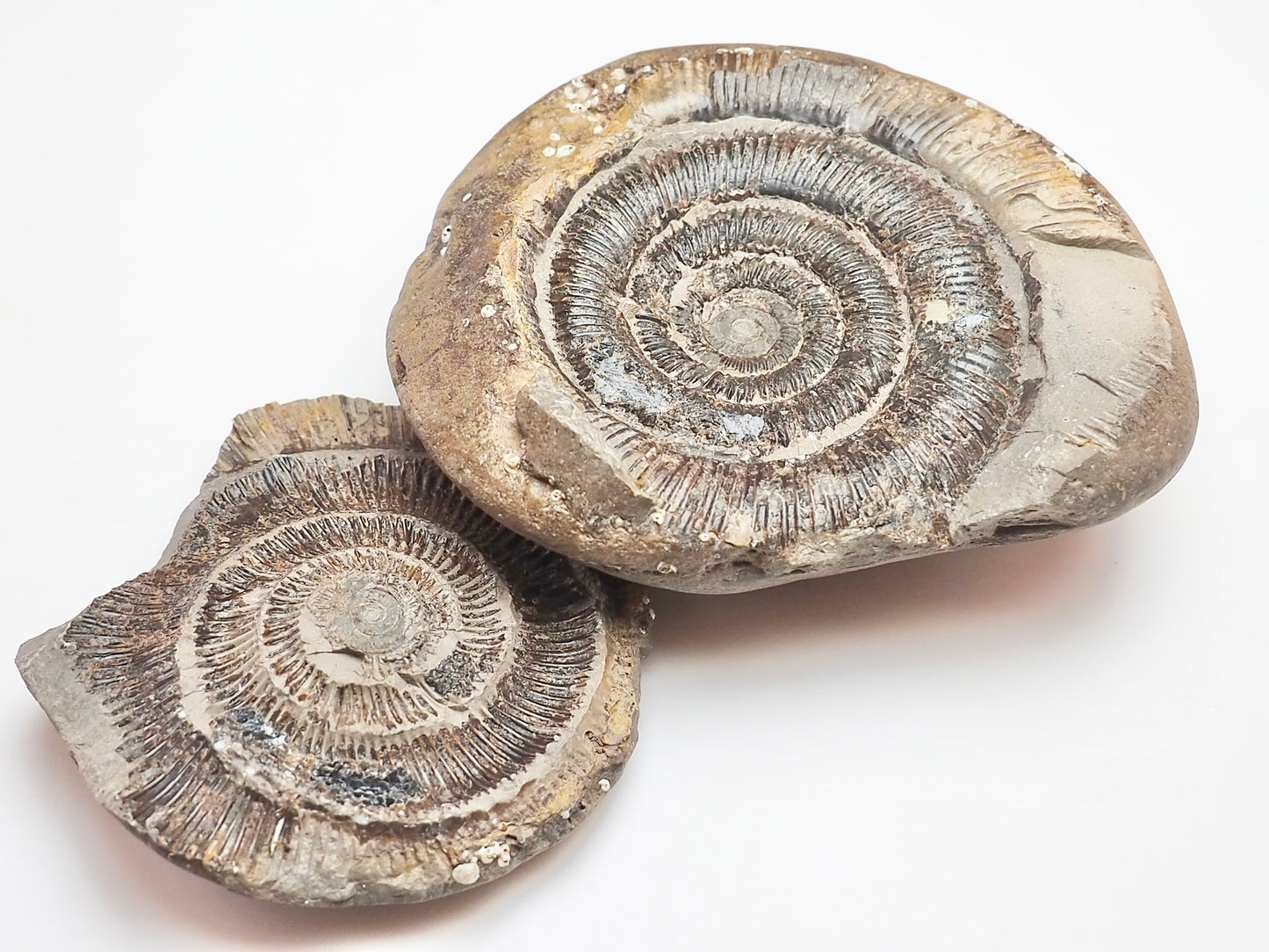Dactylioceras tenuicostatum Ammonite Fossil Split Pair – Whitby Yorkshire Coast – Jurassic