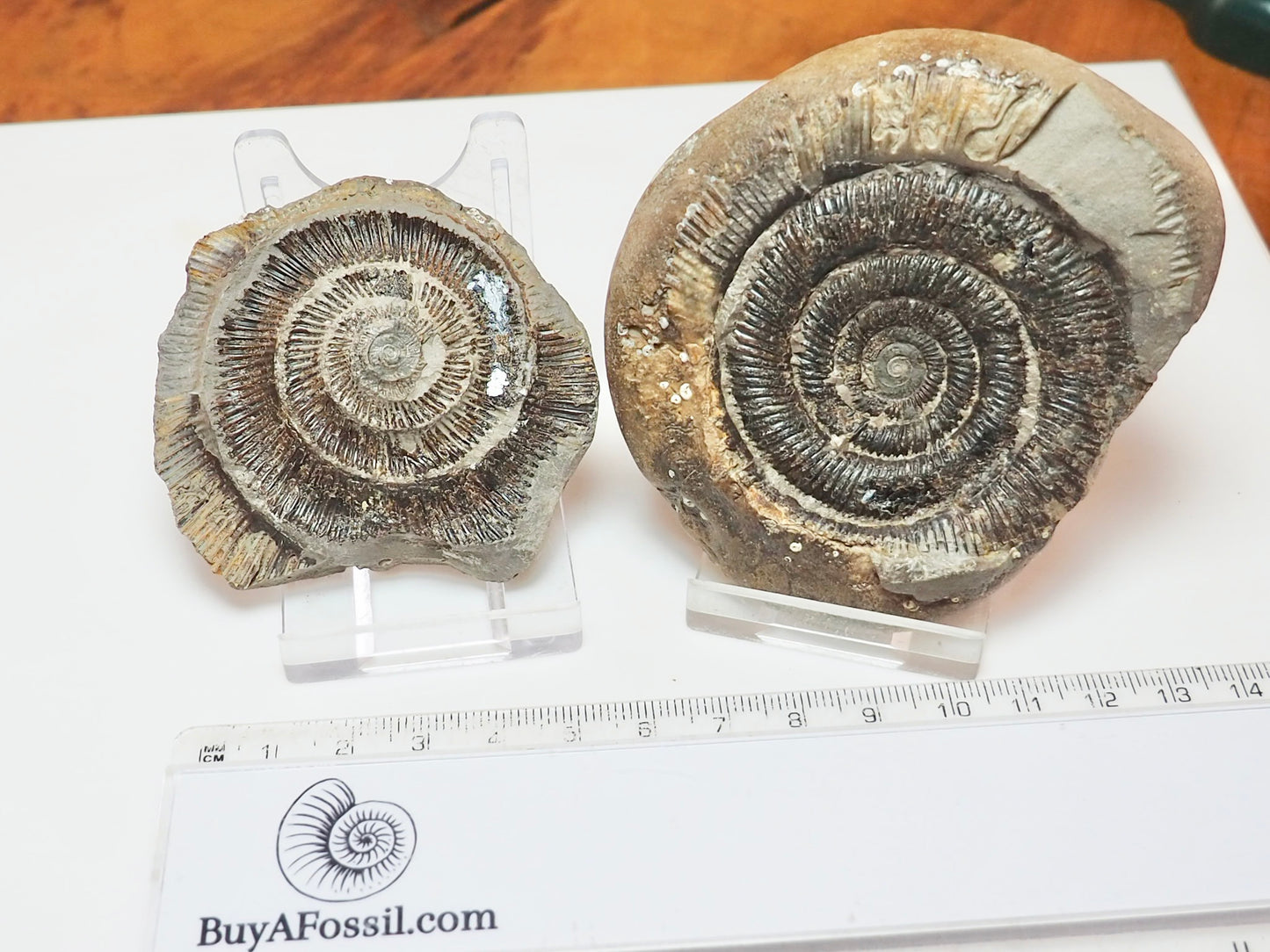 Dactylioceras tenuicostatum Ammonite Fossil Split Pair – Whitby Yorkshire Coast – Jurassic