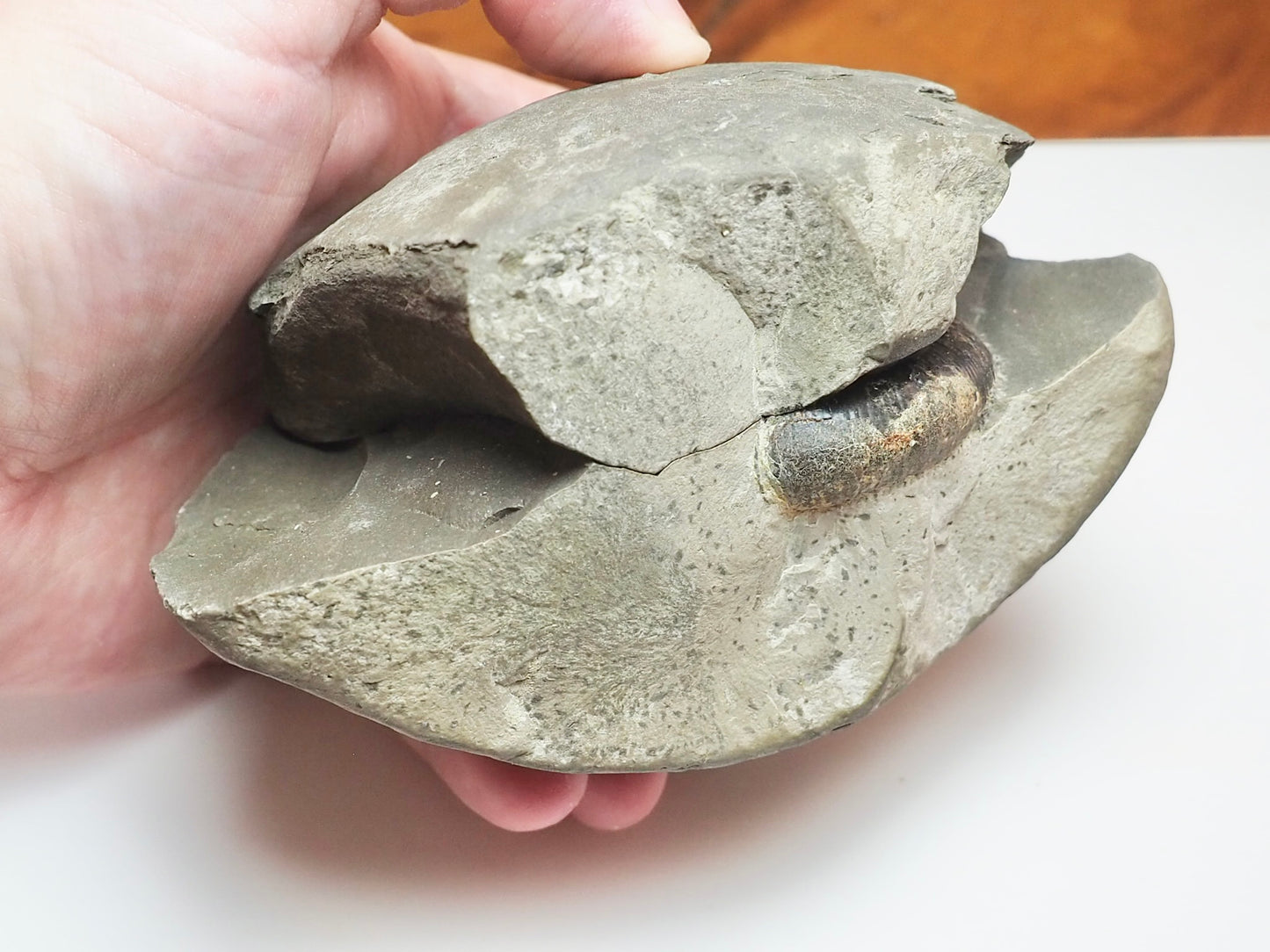 Dactylioceras tenuicostatum Ammonite Fossil Split Pair – Whitby Yorkshire Coast – Jurassic