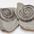 Dactylioceras tenuicostatum Ammonite Fossil Split Pair – Whitby Yorkshire Coast – Jurassic