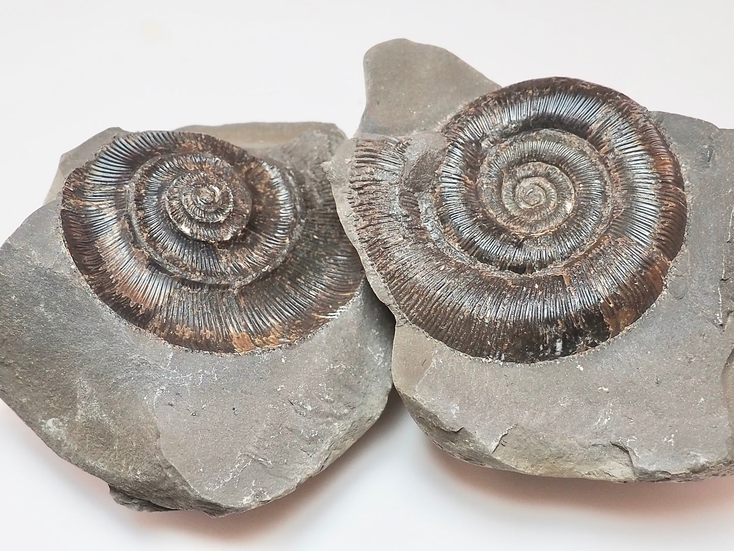 Dactylioceras tenuicostatum Ammonite Fossil Split Pair – Whitby Yorkshire Coast – Jurassic