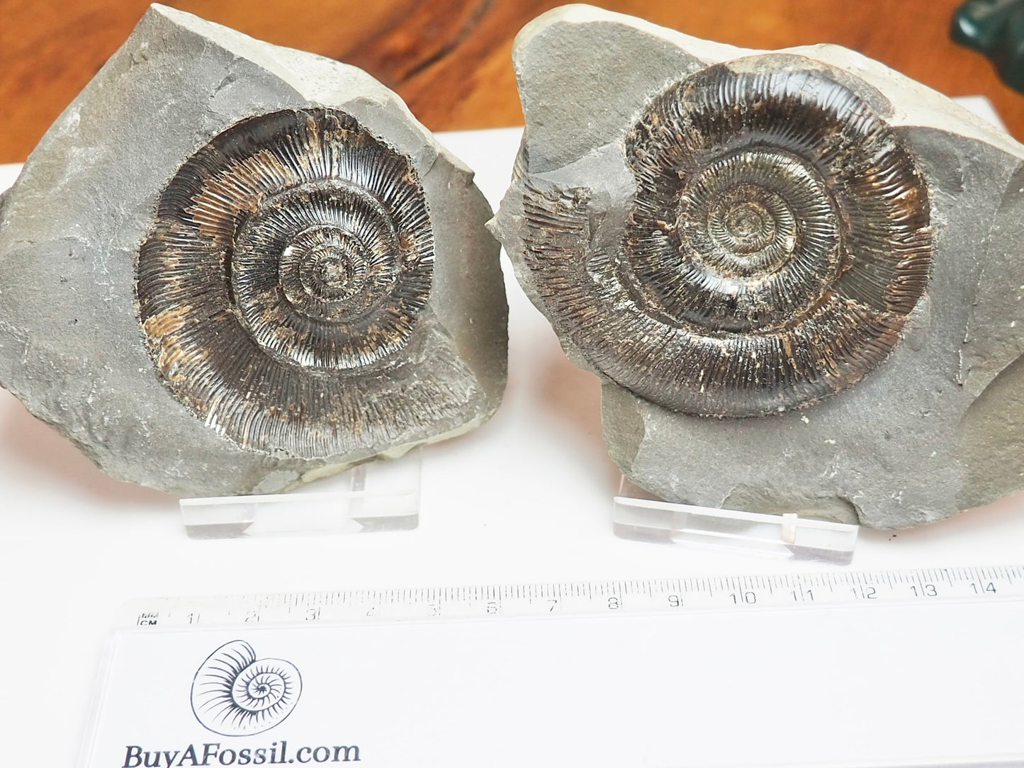 Dactylioceras tenuicostatum Ammonite Fossil Split Pair – Whitby Yorkshire Coast – Jurassic