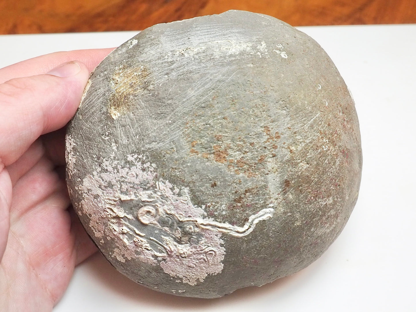 Dactylioceras tenuicostatum Ammonite Fossil Split Pair – Whitby Yorkshire Coast – Jurassic