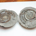 Dactylioceras tenuicostatum Ammonite Fossil Split Pair – Whitby Yorkshire Coast – Jurassic