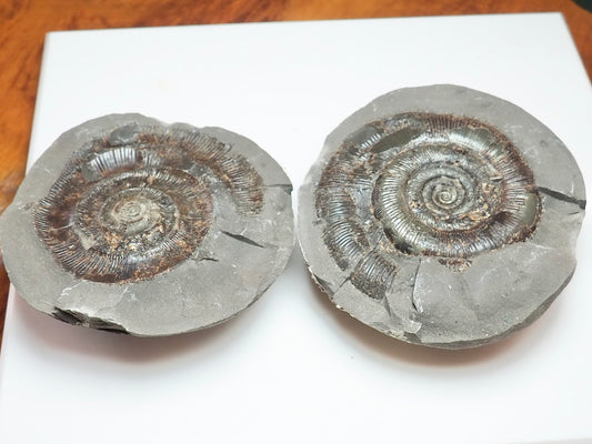 Dactylioceras tenuicostatum Ammonite Fossil Split Pair – Whitby Yorkshire Coast – Jurassic