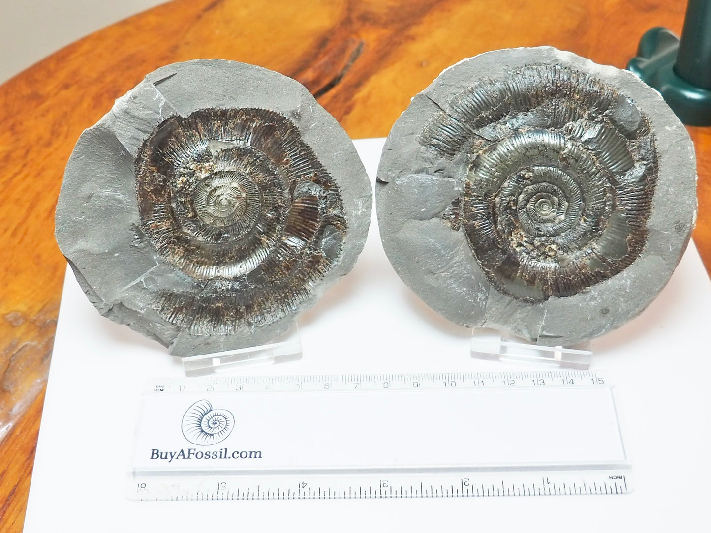 Dactylioceras tenuicostatum Ammonite Fossil Split Pair – Whitby Yorkshire Coast – Jurassic