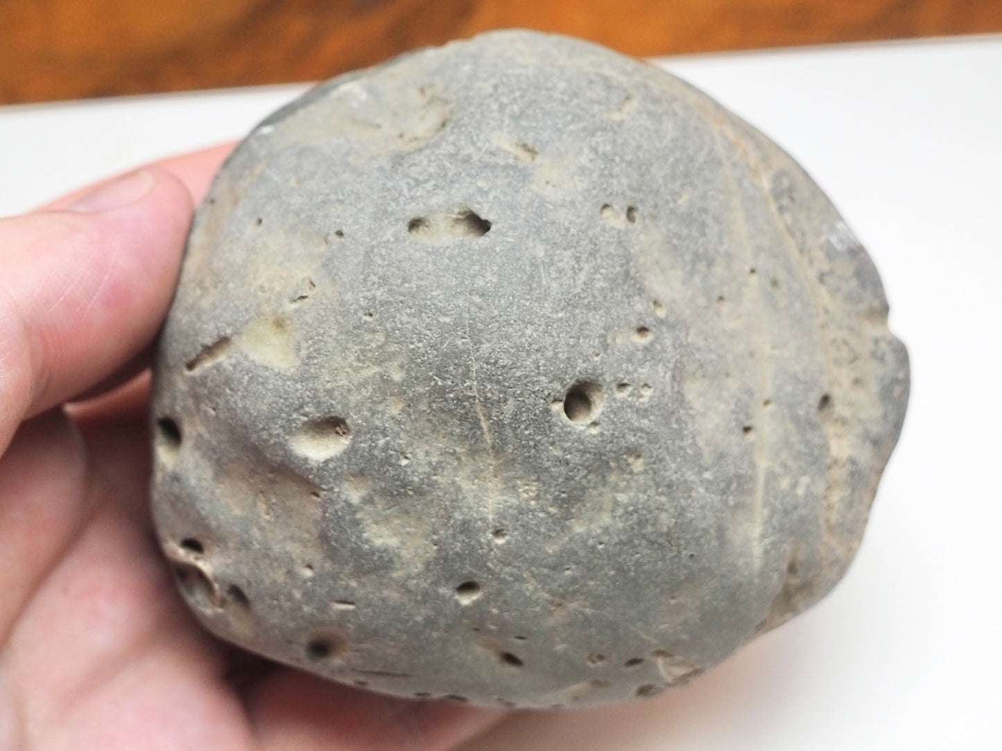 Dactylioceras Ammonite Fossil Split Pair – Whitby Yorkshire Coast – Jurassic