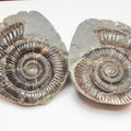 Dactylioceras Ammonite Fossil Split Pair – Whitby Yorkshire Coast – Jurassic
