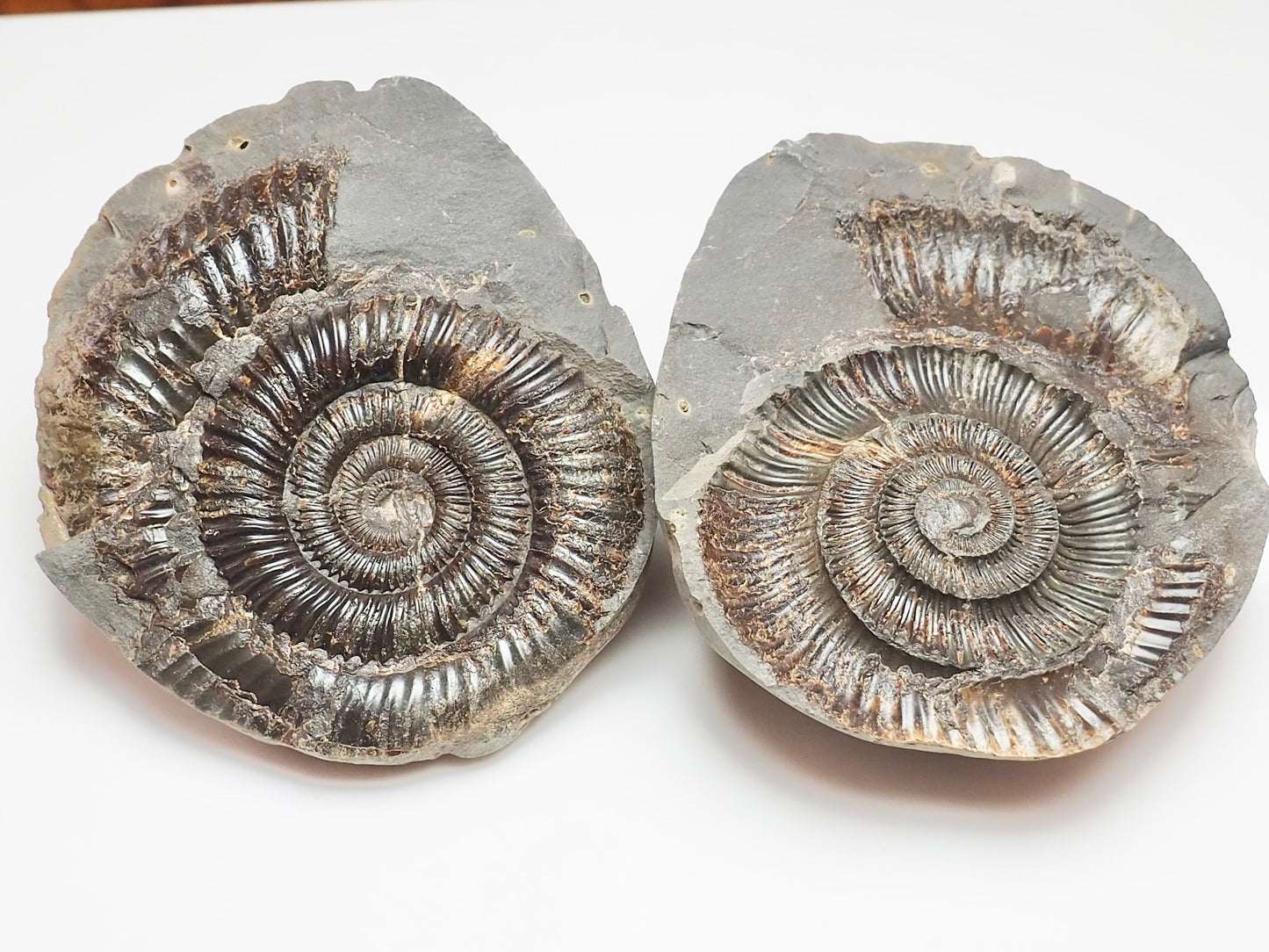 Dactylioceras Ammonite Fossil Split Pair – Whitby Yorkshire Coast – Jurassic