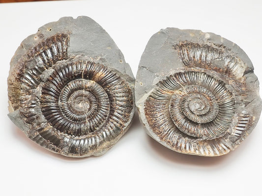 Dactylioceras Ammonite Fossil Split Pair – Whitby Yorkshire Coast – Jurassic