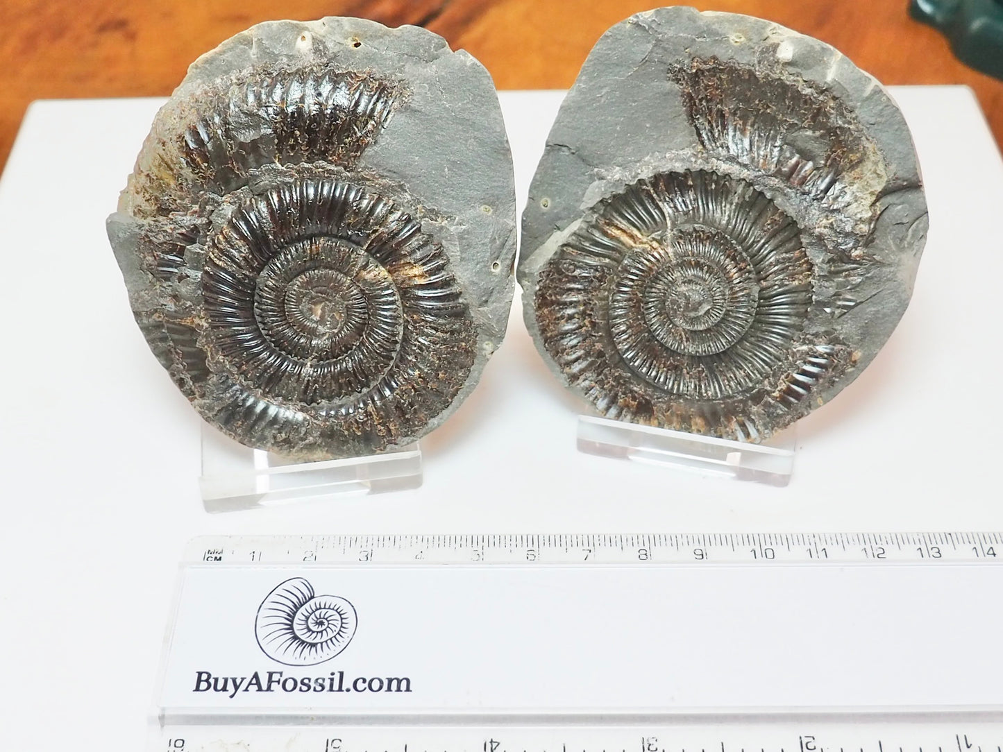 Dactylioceras Ammonite Fossil Split Pair – Whitby Yorkshire Coast – Jurassic
