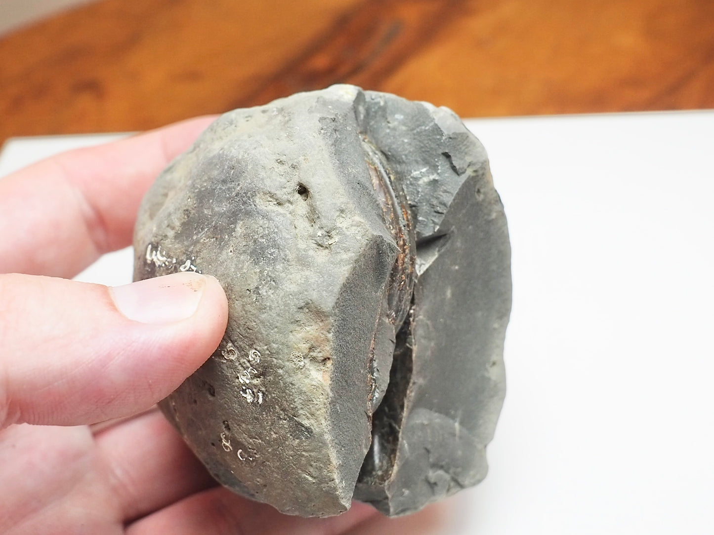 Hildoceras Ammonite Fossil Split Pair – Yorkshire Coast – Lower Jurassic