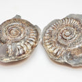Hildoceras Ammonite Fossil Split Pair – Yorkshire Coast – Lower Jurassic