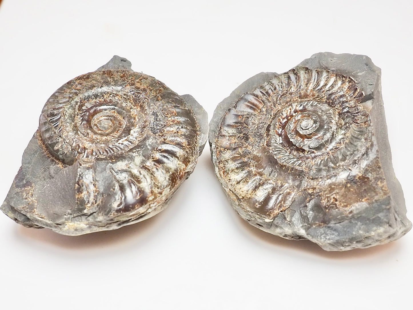 Hildoceras Ammonite Fossil Split Pair – Yorkshire Coast – Lower Jurassic