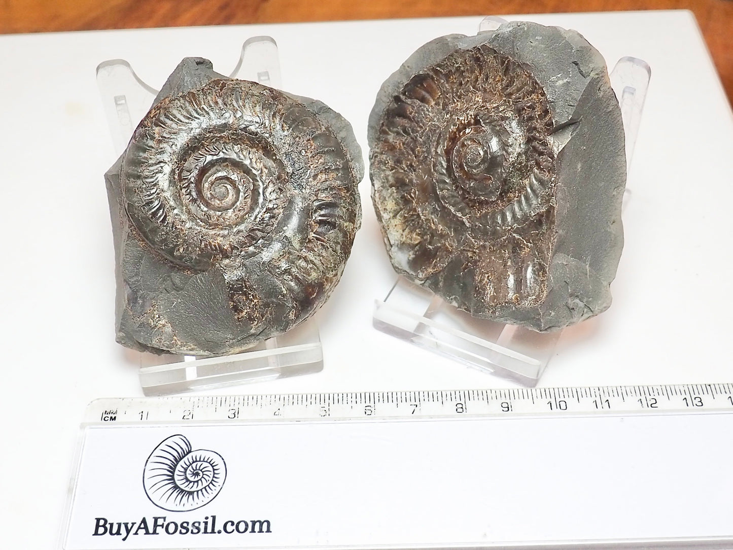 Hildoceras Ammonite Fossil Split Pair – Yorkshire Coast – Lower Jurassic