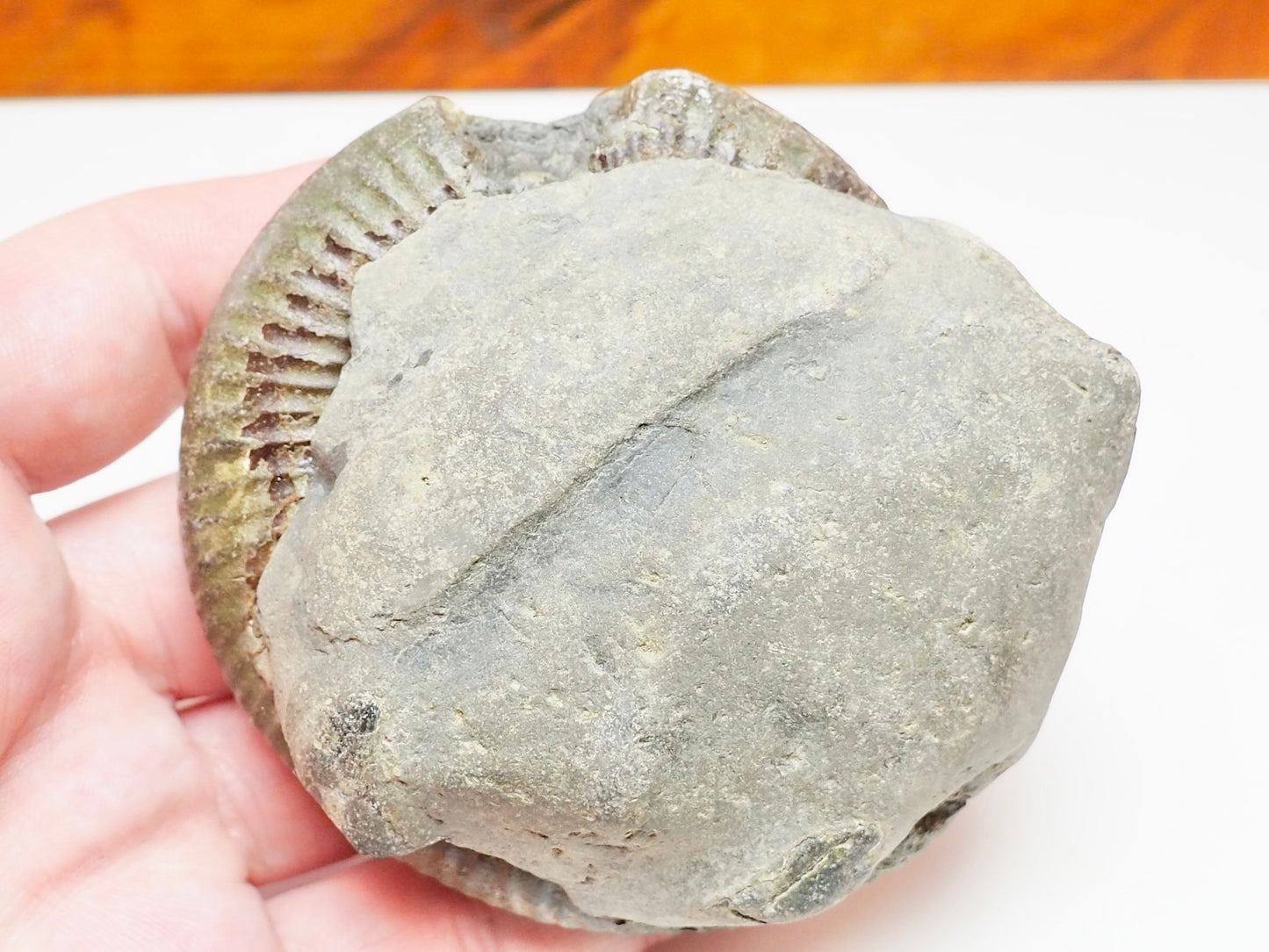 Dactylioceras Ammonite Fossil Split Pair – Yorkshire Coast – Lower Jurassic