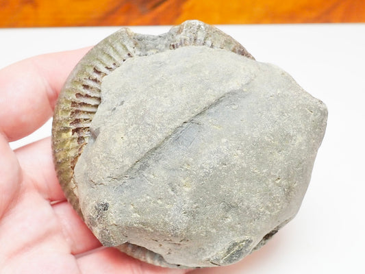 Dactylioceras Ammonite Fossil Split Pair – Yorkshire Coast – Lower Jurassic