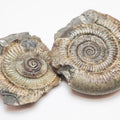 Dactylioceras Ammonite Fossil Split Pair – Yorkshire Coast – Lower Jurassic
